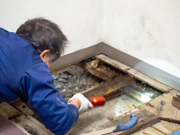 Certified Mold Removal in Bentonville, AR