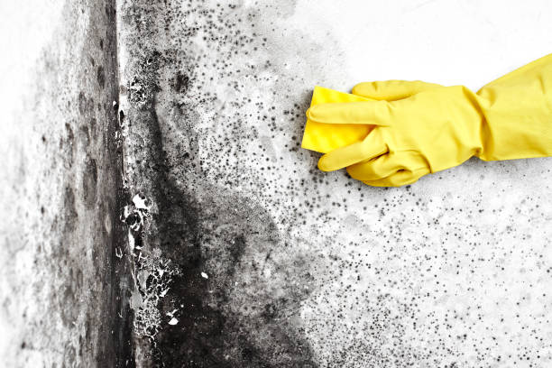 Best Home Mold Removal  in Bentonville, AR