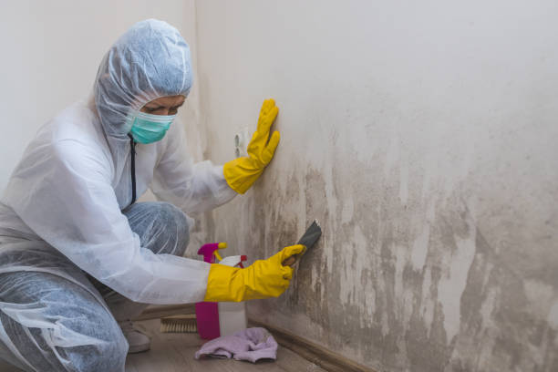 Best Mold Remediation  in Bentonville, AR