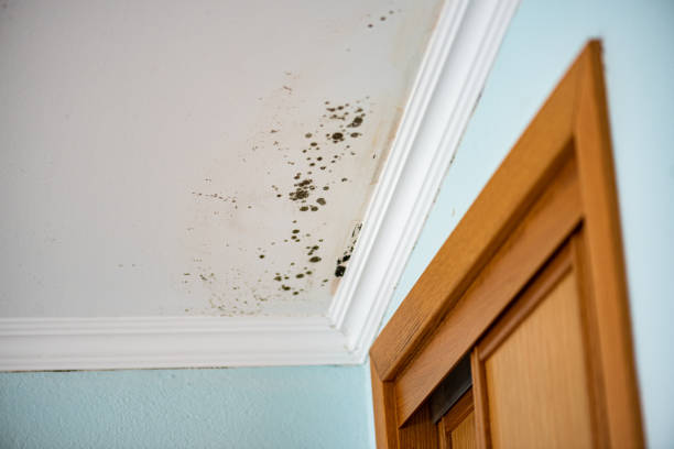 Mold Removal Process in Bentonville, AR