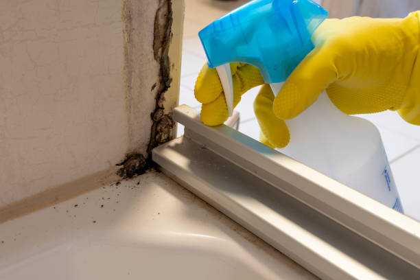 Best Best Mold Removal Companies  in Bentonville, AR