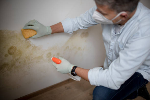 Best Mold Damage Repair  in Bentonville, AR