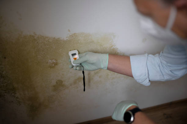 Best Commercial Mold Removal  in Bentonville, AR
