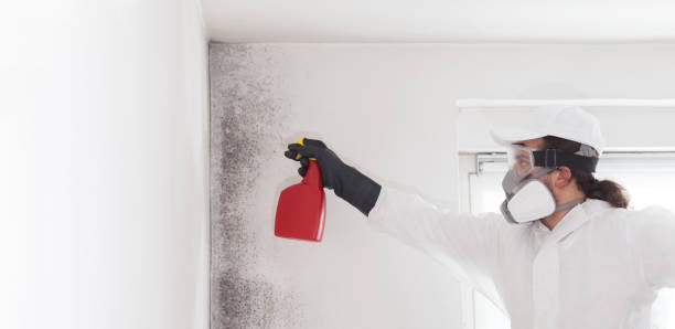 Best Office Mold Removal Services  in Bentonville, AR