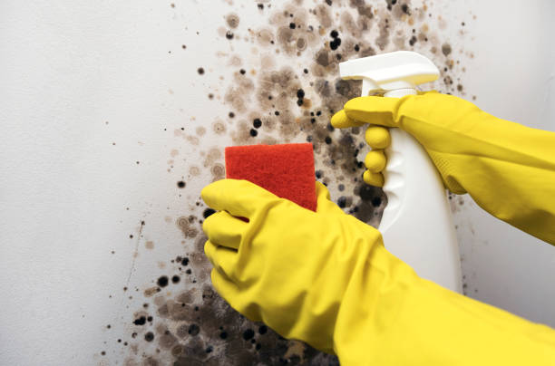 Best Same-Day Mold Removal  in Bentonville, AR
