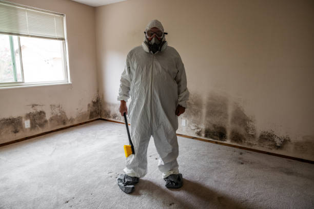 Best Local Mold Removal Service  in Bentonville, AR