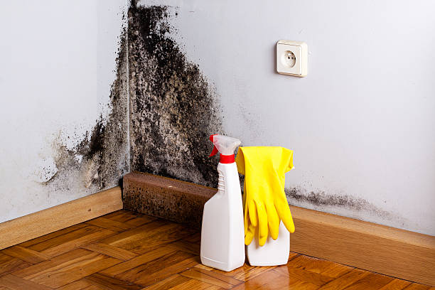 Best Residential Mold Removal  in Bentonville, AR