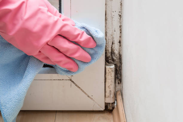 Reliable Bentonville, AR Mold Removal Solutions