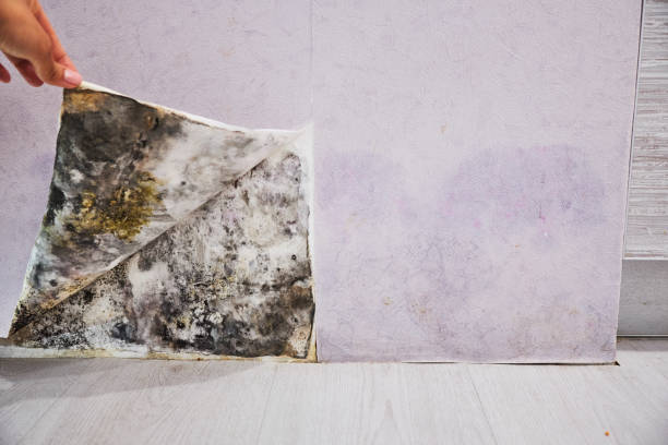 Best Crawl Space Mold Removal  in Bentonville, AR